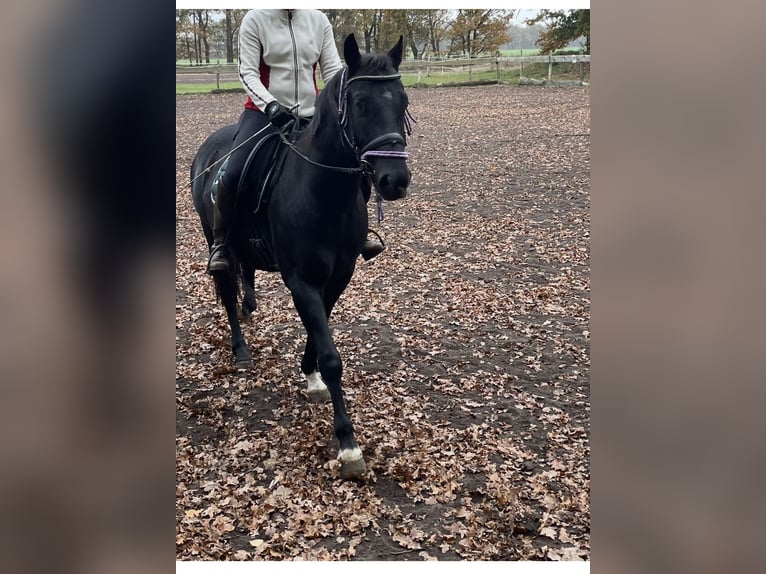 Deutsches Reitpony Mix Wallach 5 Jahre 150 cm Rappe in Rastow