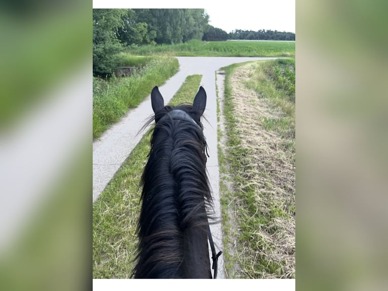 Deutsches Reitpony Mix Wallach 5 Jahre 150 cm Rappe in Rastow