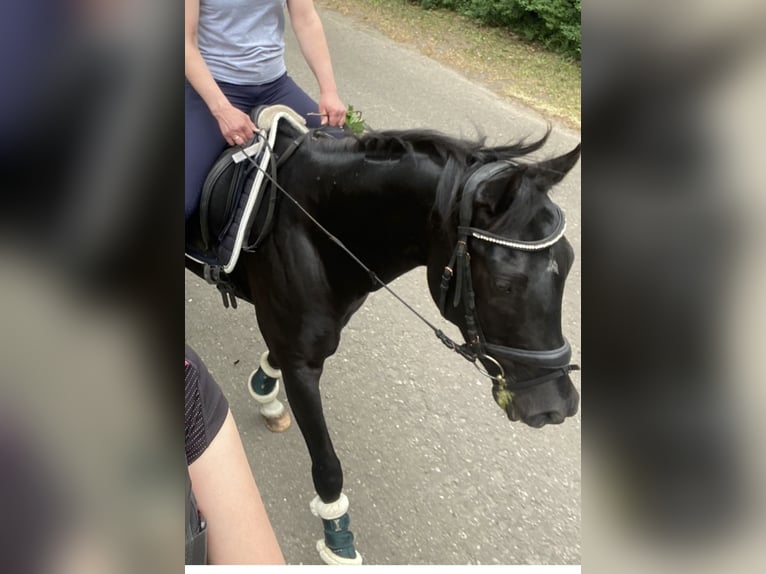 Deutsches Reitpony Mix Wallach 5 Jahre 150 cm Rappe in Rastow