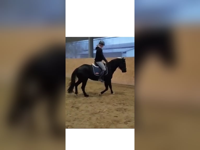 Deutsches Reitpony Mix Wallach 5 Jahre 150 cm Rappe in Rastow
