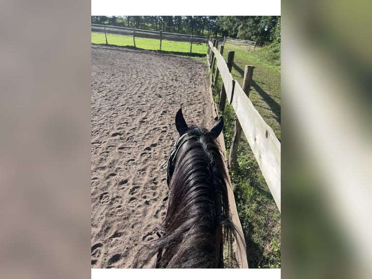Deutsches Reitpony Mix Wallach 5 Jahre 150 cm Rappe in Rastow