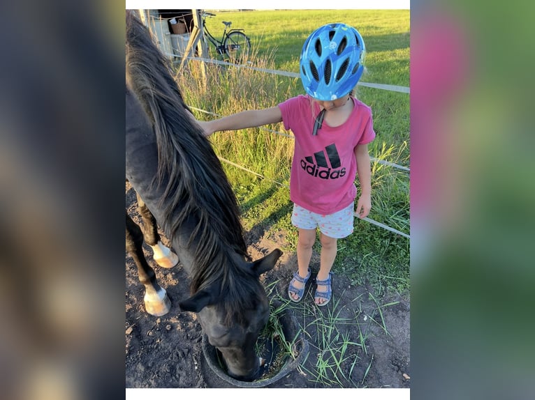 Deutsches Reitpony Mix Wallach 5 Jahre 150 cm Rappe in Rastow