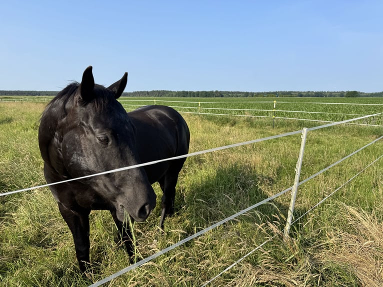 Deutsches Reitpony Mix Wallach 5 Jahre 150 cm Rappe in Rastow