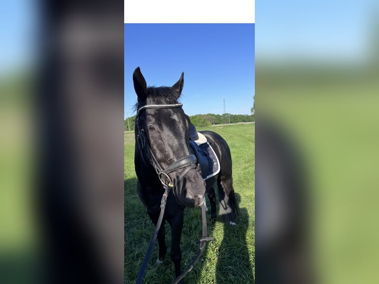 Deutsches Reitpony Mix Wallach 5 Jahre 150 cm Rappe in Rastow