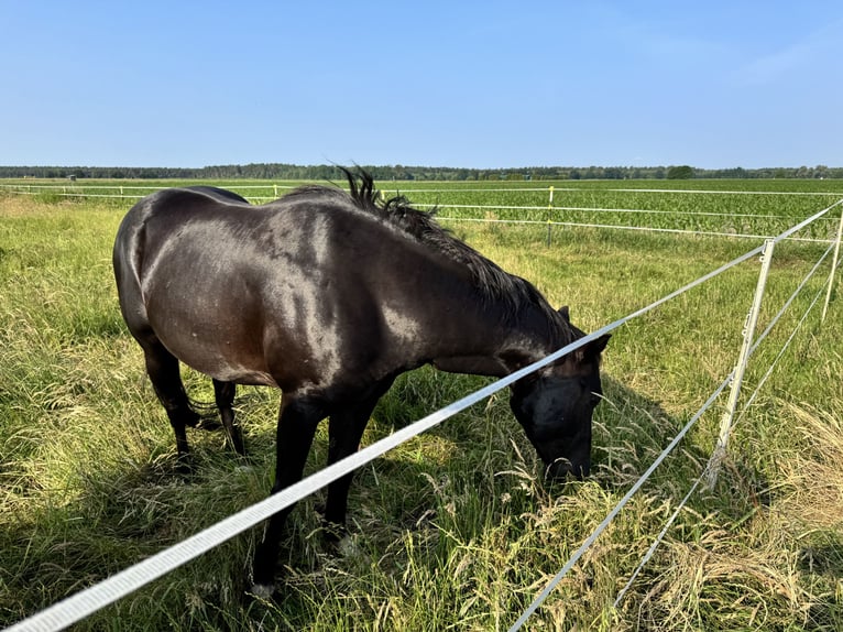 Deutsches Reitpony Mix Wallach 5 Jahre 150 cm Rappe in Rastow