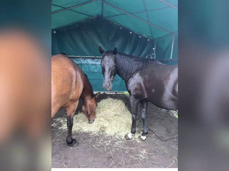 Deutsches Reitpony Mix Wallach 5 Jahre 150 cm Rappe in Rastow