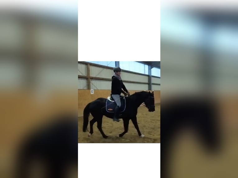 Deutsches Reitpony Mix Wallach 5 Jahre 150 cm Rappe in Rastow