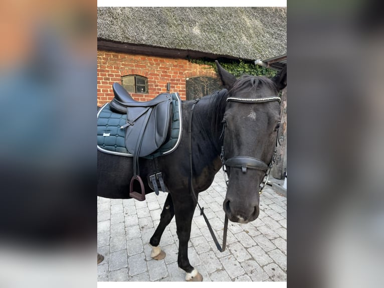 Deutsches Reitpony Mix Wallach 5 Jahre 150 cm Rappe in Rastow