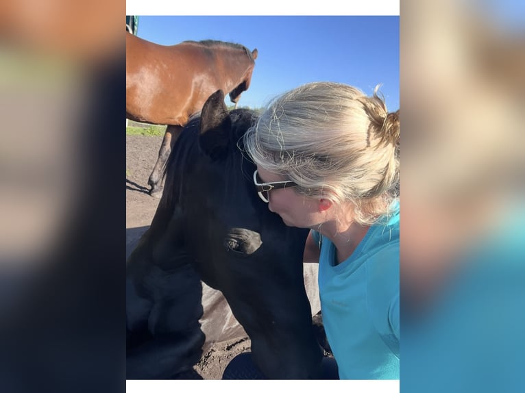 Deutsches Reitpony Mix Wallach 5 Jahre 150 cm Rappe in Rastow