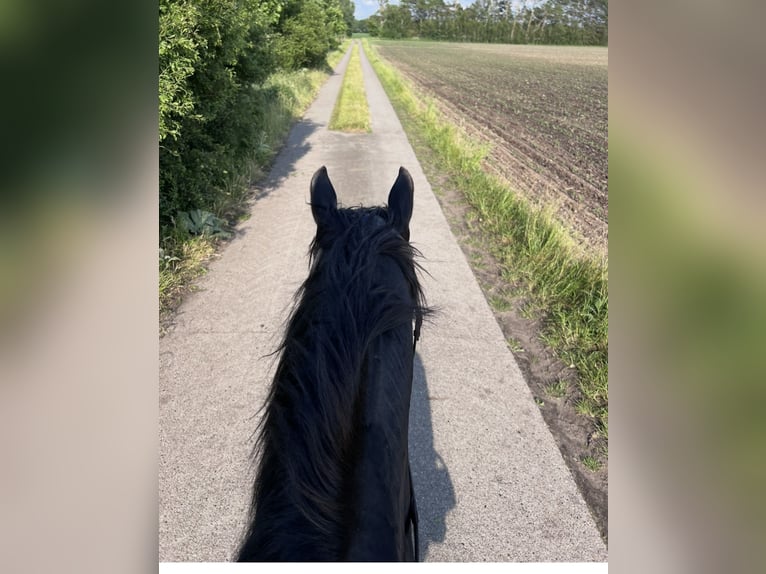 Deutsches Reitpony Mix Wallach 5 Jahre 150 cm Rappe in Rastow