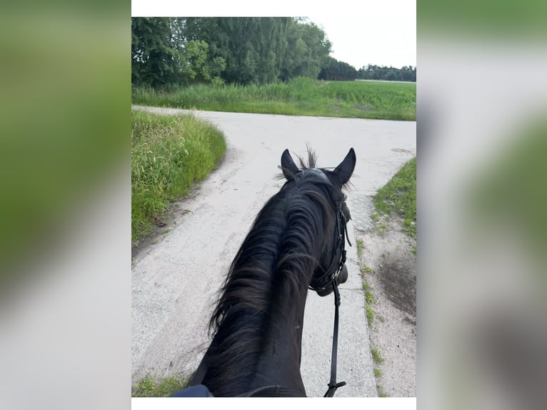 Deutsches Reitpony Mix Wallach 5 Jahre 150 cm Rappe in Rastow