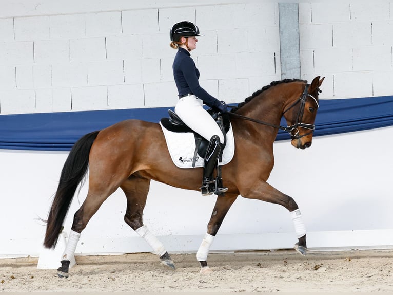 Deutsches Reitpony Wallach 5 Jahre 151 cm Brauner in Marsberg
