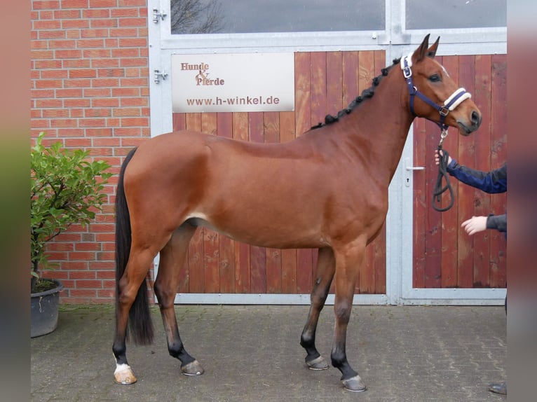 Deutsches Reitpony Wallach 5 Jahre 151 cm Brauner in Dorsten