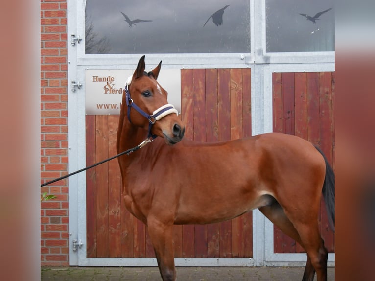 Deutsches Reitpony Wallach 5 Jahre 151 cm Brauner in Dorsten