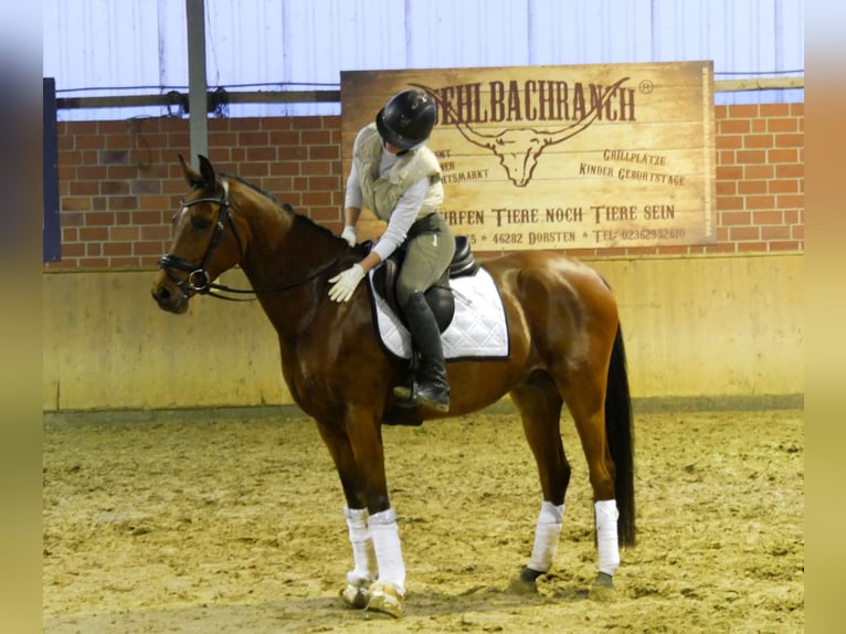 Deutsches Reitpony Wallach 5 Jahre 151 cm Brauner in Dorsten