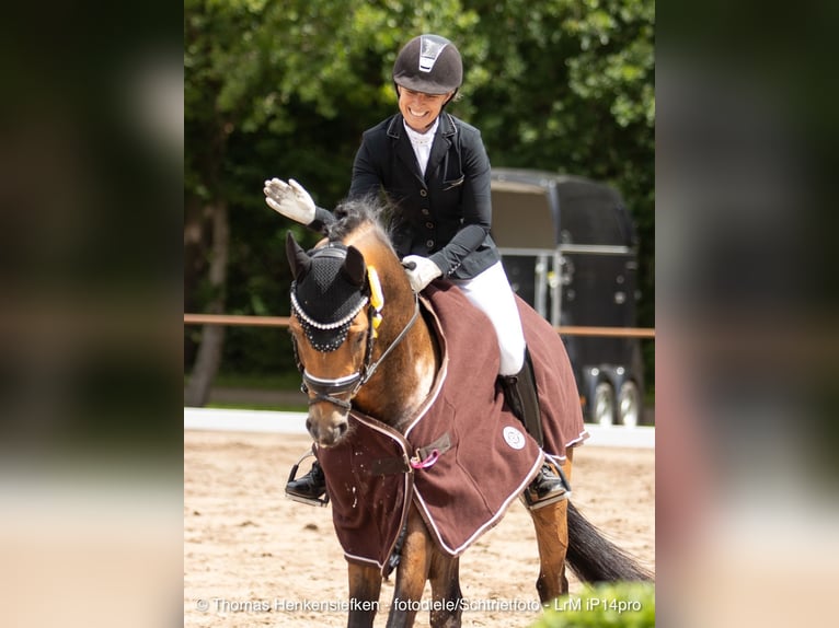 Deutsches Reitpony Wallach 5 Jahre 151 cm Buckskin in Westerstede
