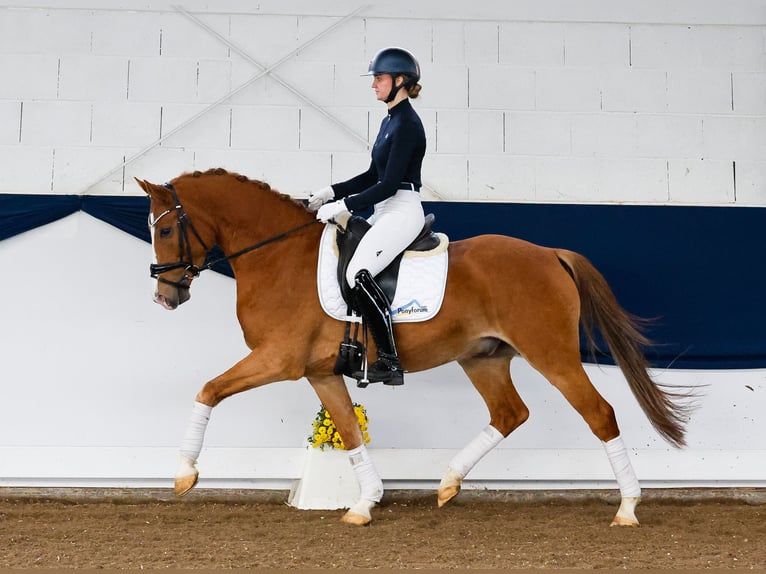 Deutsches Reitpony Wallach 5 Jahre 151 cm Fuchs in Marsberg