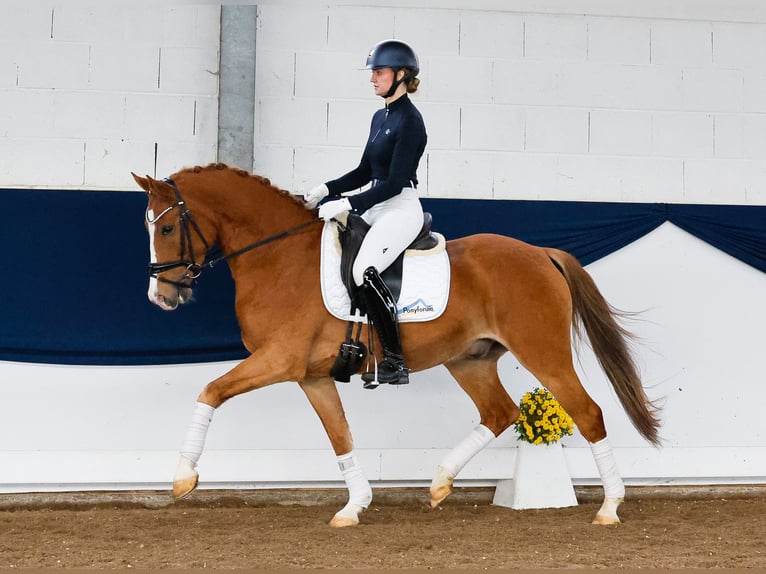 Deutsches Reitpony Wallach 5 Jahre 151 cm Fuchs in Marsberg