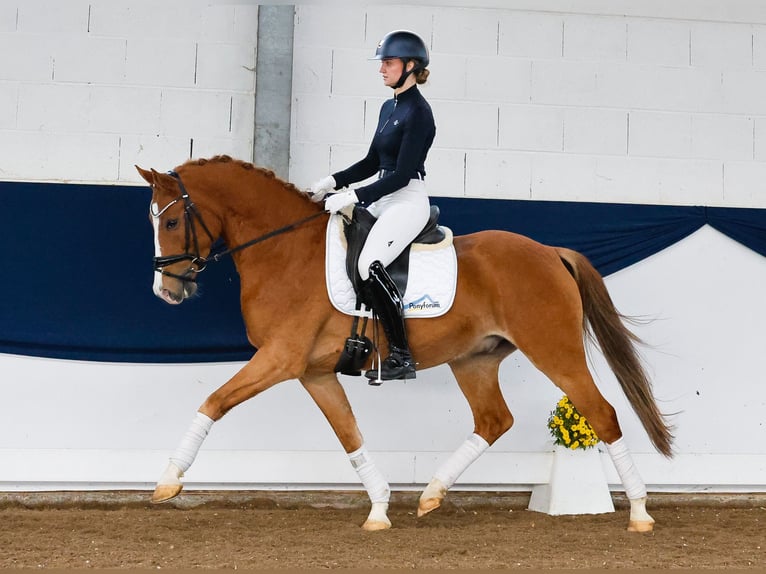 Deutsches Reitpony Wallach 5 Jahre 151 cm Fuchs in Marsberg