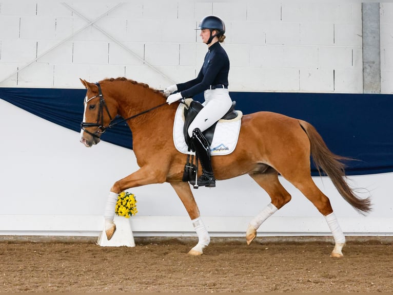 Deutsches Reitpony Wallach 5 Jahre 151 cm Fuchs in Marsberg