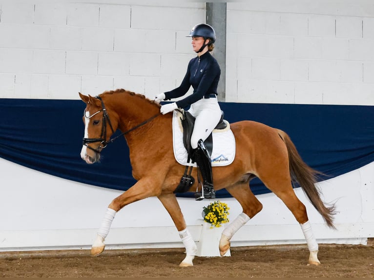 Deutsches Reitpony Wallach 5 Jahre 151 cm Fuchs in Marsberg