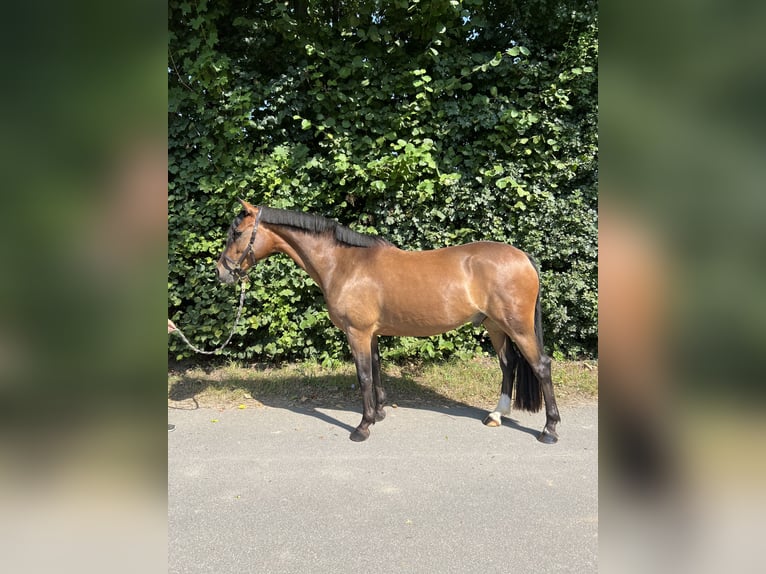 Deutsches Reitpony Wallach 5 Jahre 152 cm Brauner in Egelsbach