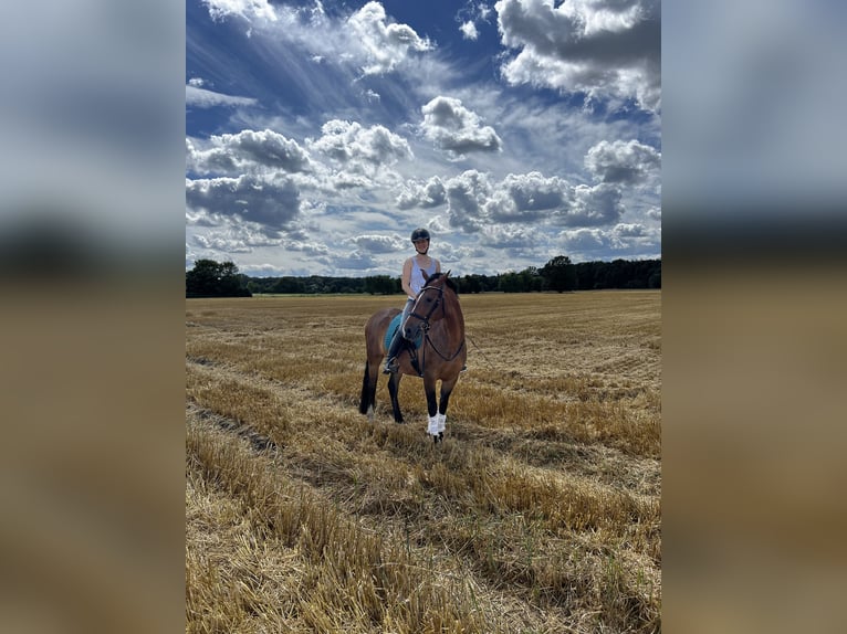 Deutsches Reitpony Wallach 5 Jahre 152 cm Brauner in Egelsbach