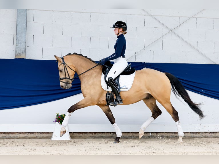 Deutsches Reitpony Wallach 5 Jahre 152 cm Falbe in Marsberg