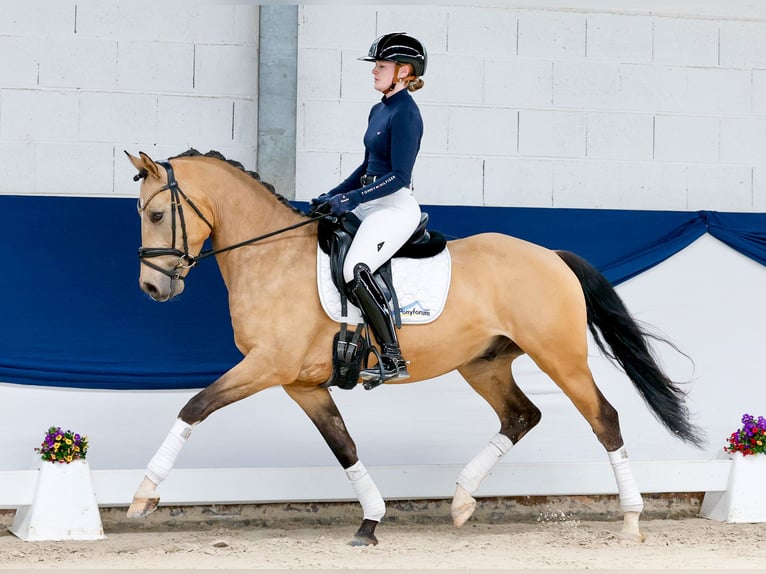 Deutsches Reitpony Wallach 5 Jahre 152 cm Falbe in Marsberg