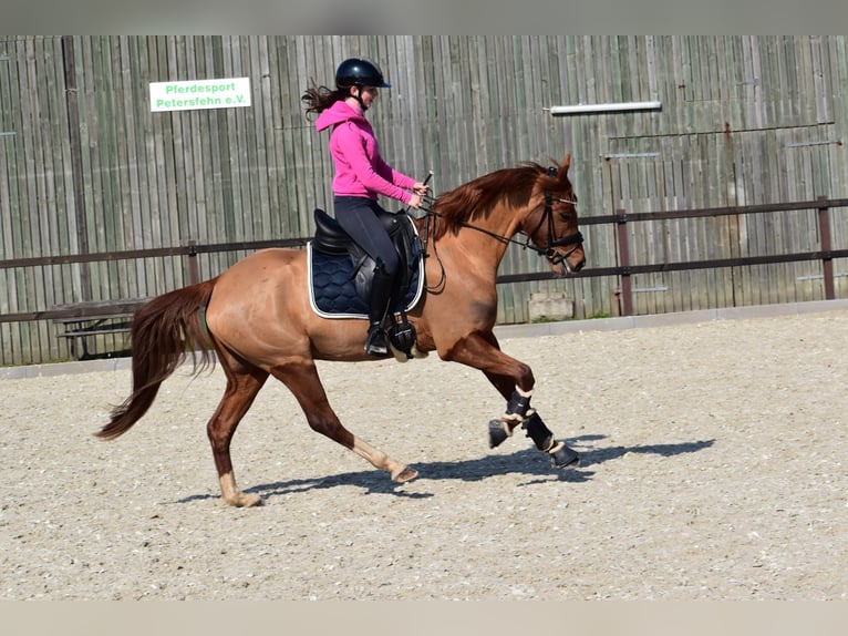 Deutsches Reitpony Wallach 5 Jahre 152 cm Fuchs in EdewechtFriedrichsfehn