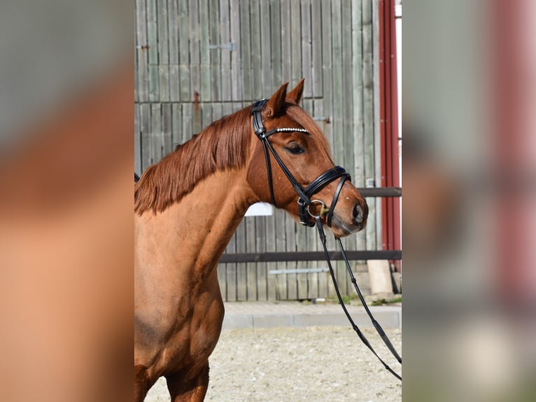 Deutsches Reitpony Wallach 5 Jahre 152 cm Fuchs in EdewechtFriedrichsfehn