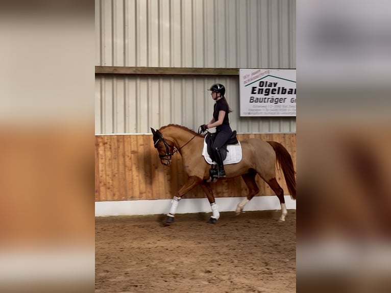 Deutsches Reitpony Wallach 5 Jahre 152 cm Fuchs in EdewechtFriedrichsfehn