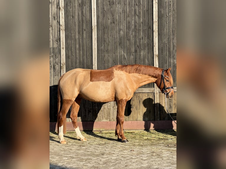 Deutsches Reitpony Wallach 5 Jahre 152 cm Fuchs in EdewechtFriedrichsfehn