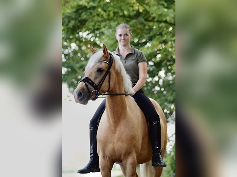 Deutsches Reitpony Wallach 5 Jahre 152 cm Palomino in Wangerland Hohenkirchen