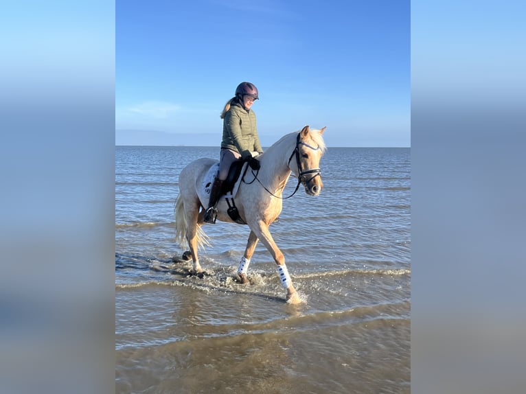 Deutsches Reitpony Wallach 5 Jahre 152 cm Palomino in Wangerland Hohenkirchen