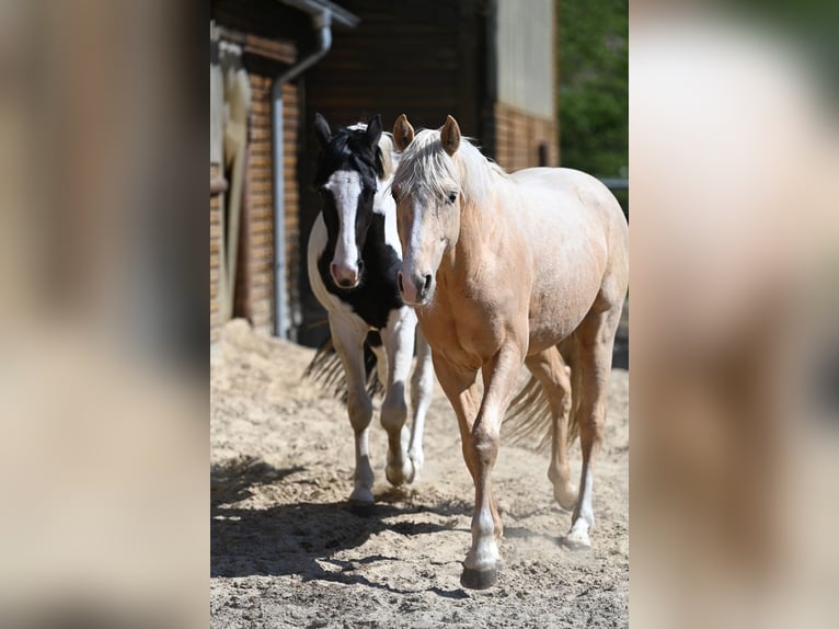 Deutsches Reitpony Wallach 5 Jahre 152 cm Palomino in Stuhr