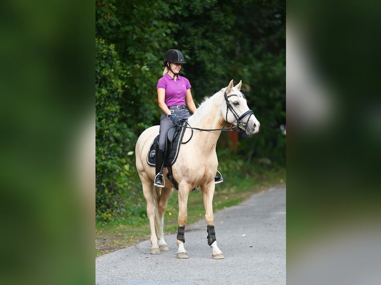 Deutsches Reitpony Wallach 5 Jahre 152 cm Palomino in Stuhr