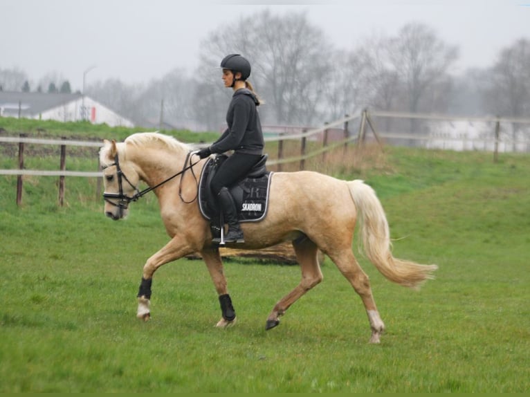 Deutsches Reitpony Wallach 5 Jahre 152 cm Palomino in Stuhr