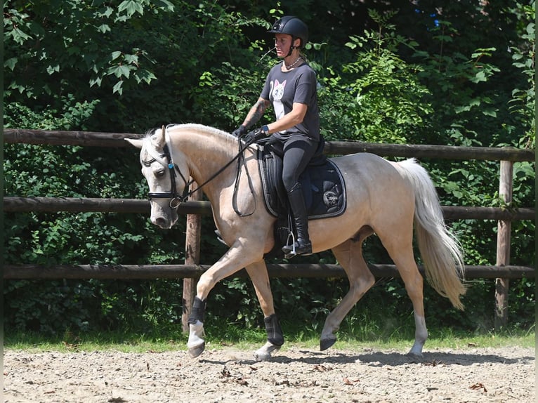 Deutsches Reitpony Wallach 5 Jahre 152 cm Palomino in Stuhr