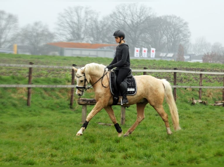 Deutsches Reitpony Wallach 5 Jahre 152 cm Palomino in Wagenfeld