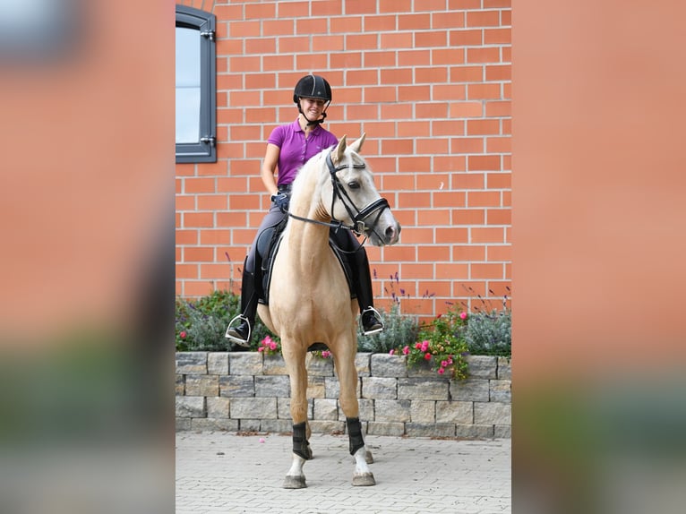 Deutsches Reitpony Wallach 5 Jahre 152 cm Palomino in Wagenfeld