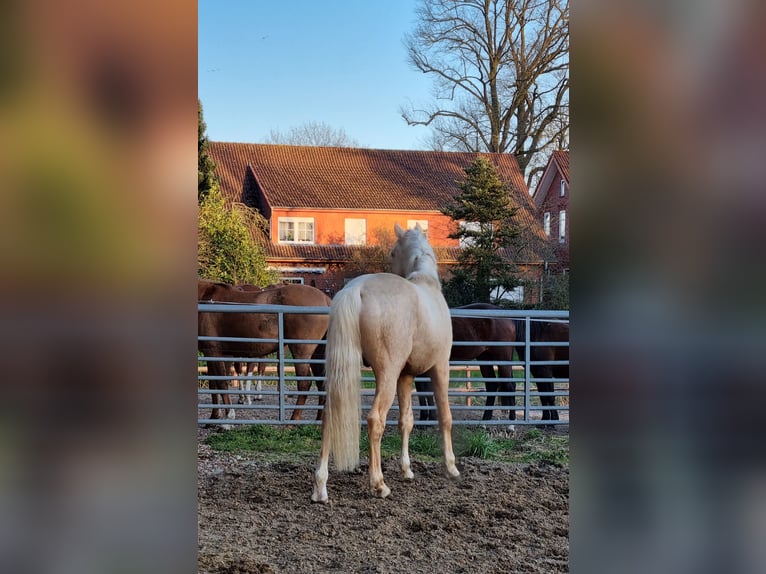 Deutsches Reitpony Wallach 5 Jahre 152 cm Palomino in Wagenfeld