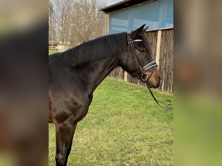 Deutsches Reitpony Wallach 5 Jahre 152 cm Schwarzbrauner in Halberstadt