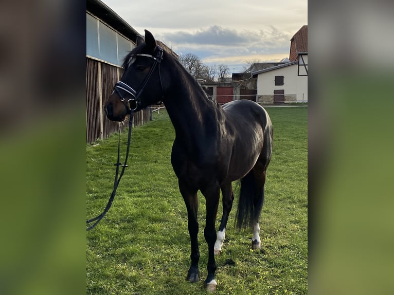 Deutsches Reitpony Wallach 5 Jahre 152 cm Schwarzbrauner in Halberstadt