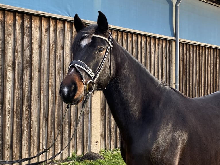 Deutsches Reitpony Wallach 5 Jahre 152 cm Schwarzbrauner in Halberstadt