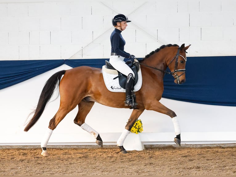 Deutsches Reitpony Wallach 5 Jahre 153 cm Brauner in Marsberg