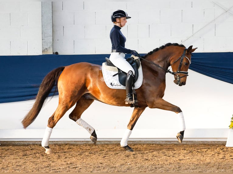 Deutsches Reitpony Wallach 5 Jahre 153 cm Brauner in Marsberg