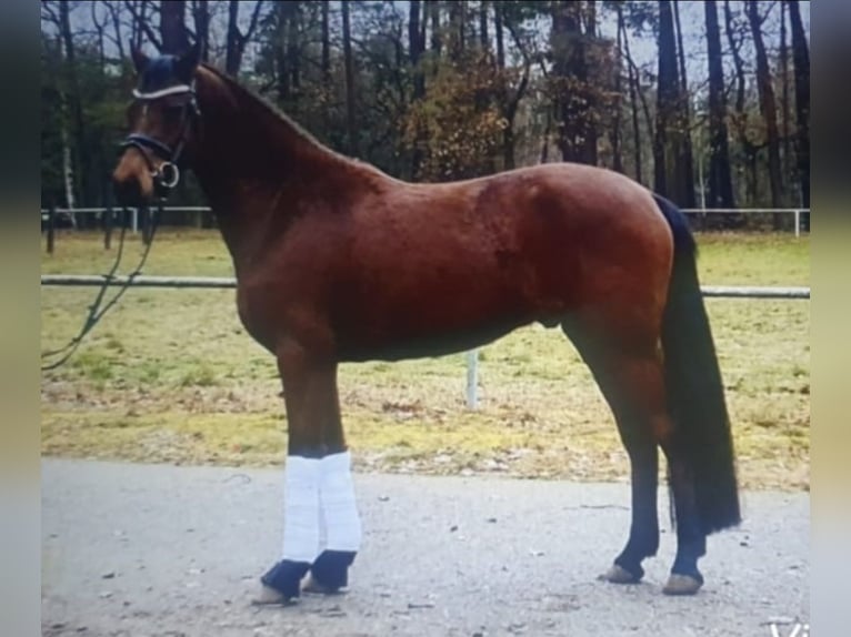 Deutsches Reitpony Wallach 5 Jahre 153 cm Dunkelbrauner in Ahlen