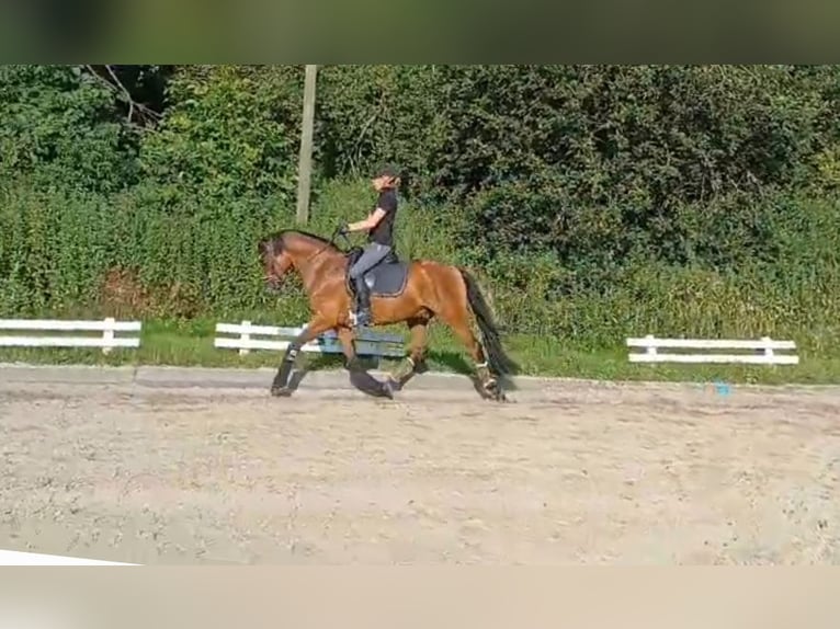 Deutsches Reitpony Wallach 5 Jahre 153 cm Dunkelbrauner in Ahlen