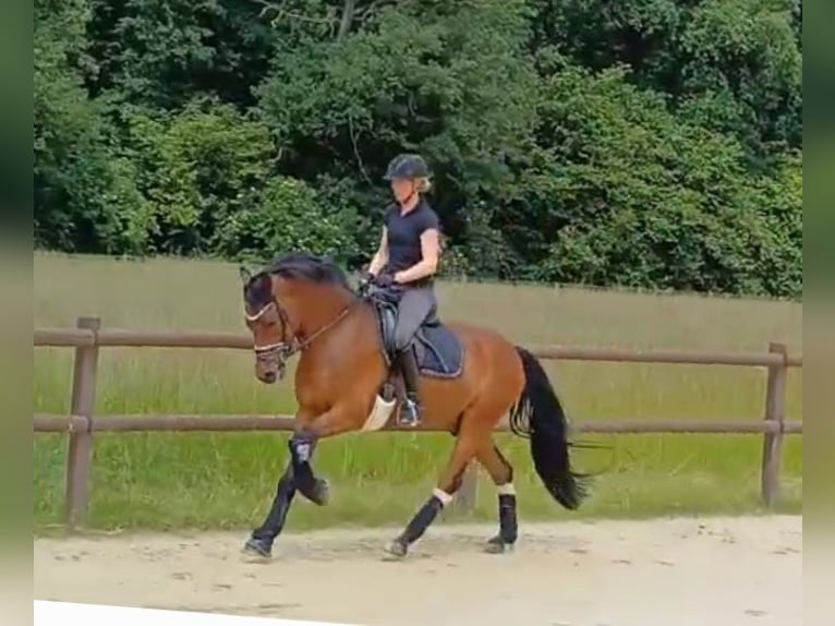 Deutsches Reitpony Wallach 5 Jahre 153 cm Dunkelbrauner in Ahlen